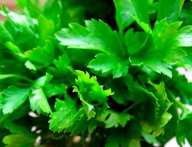 Αυτό είναι το ελληνικό βότανο κατά του καρκίνου